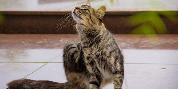 esempio sintomo dermatite gatto