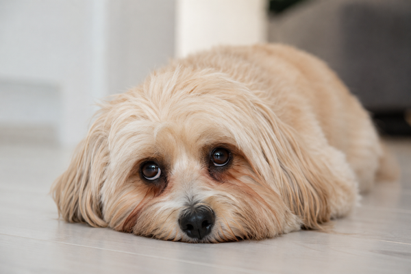 lacrimazione occhi cane