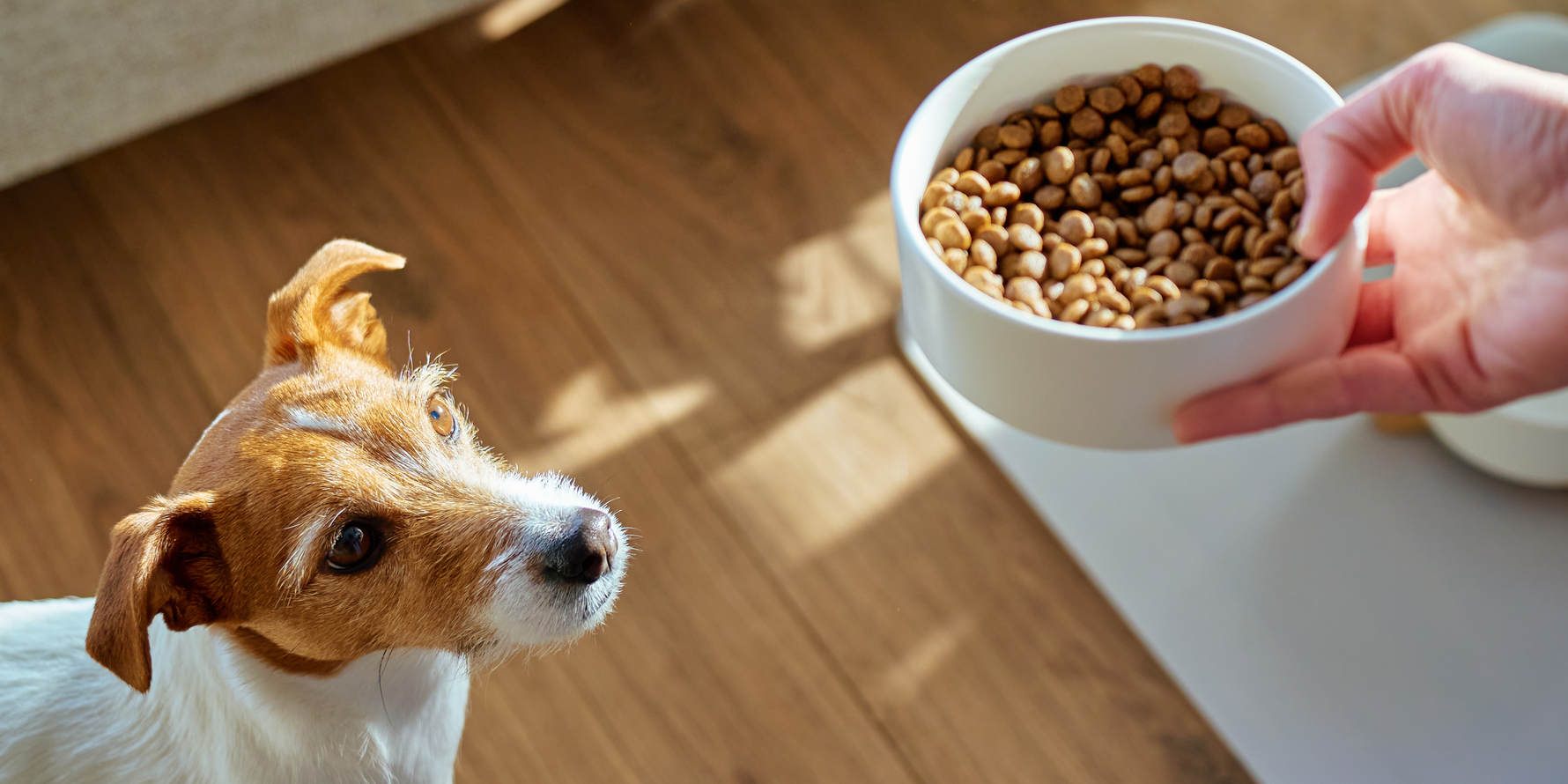 grassi nell’alimentazione del cane