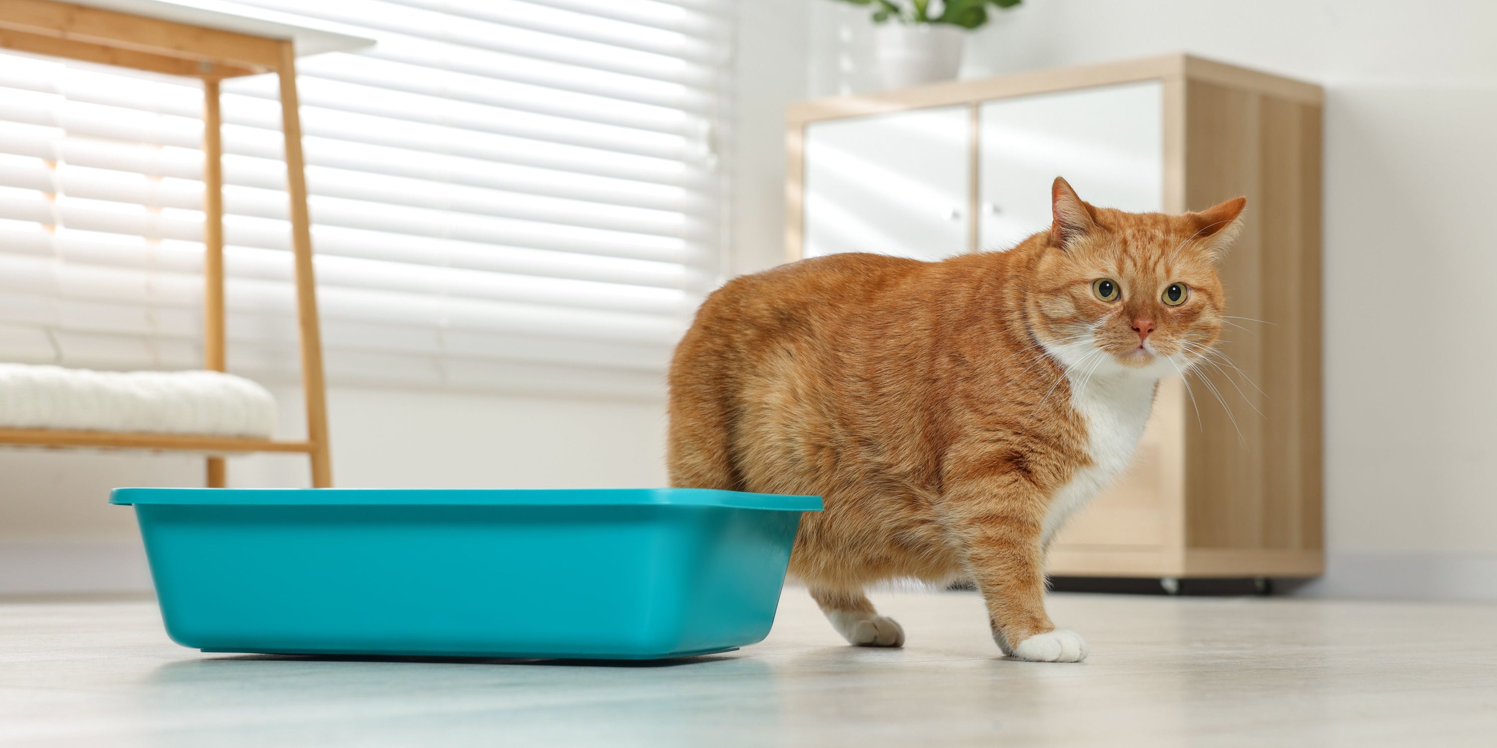 Fotos para ver cómo usar la arena para gatitos 