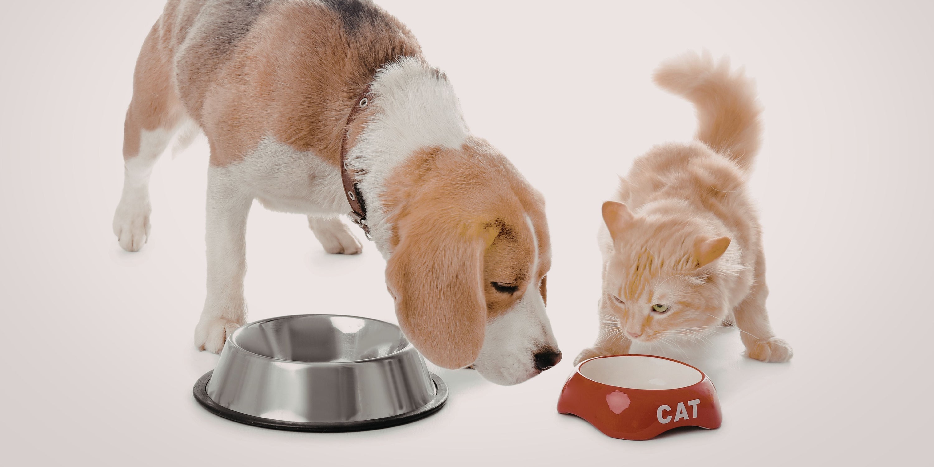 ceneri grezze nelle crocchette per cani e gatti 