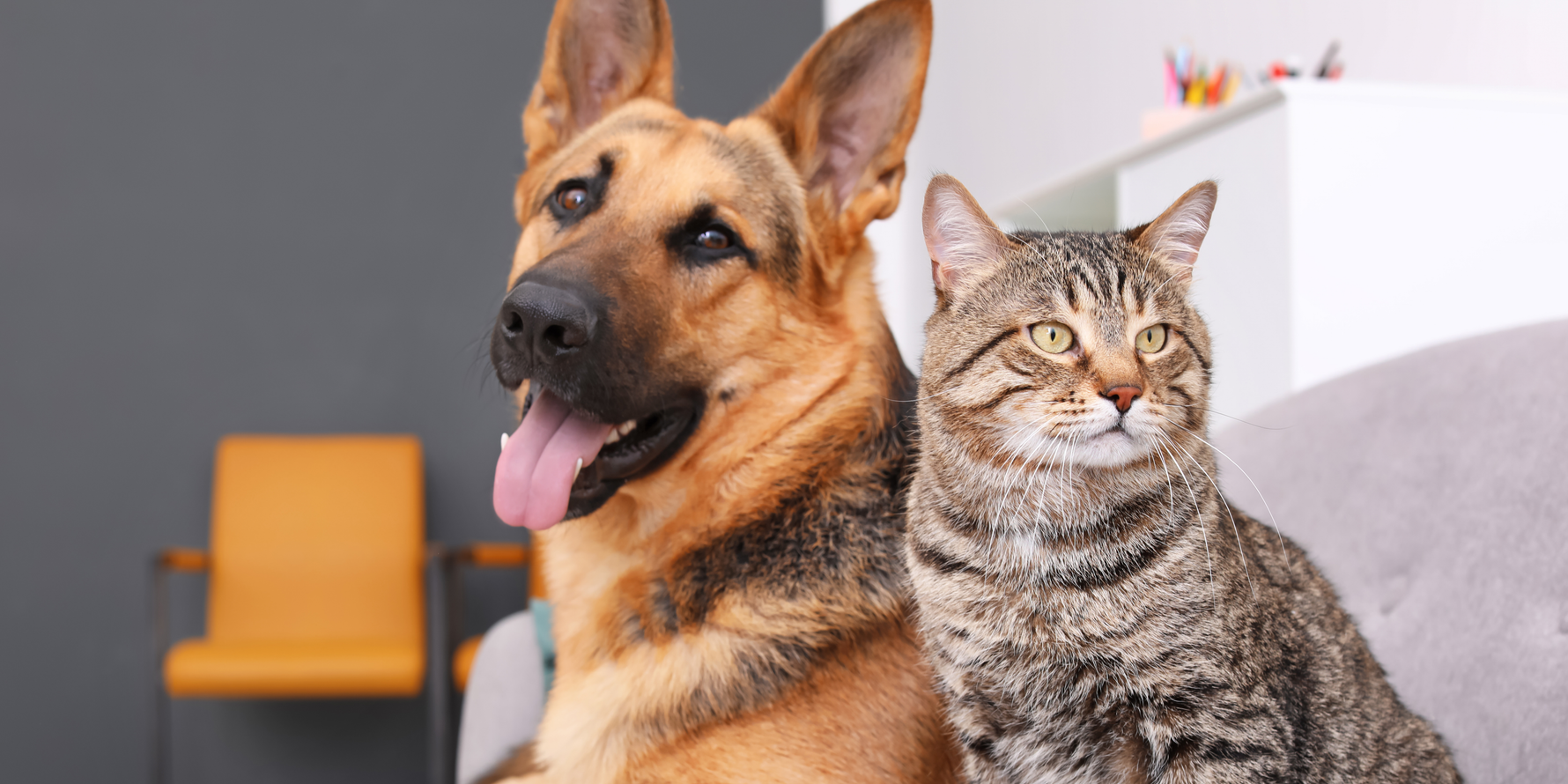 come leggere etichette pet food 