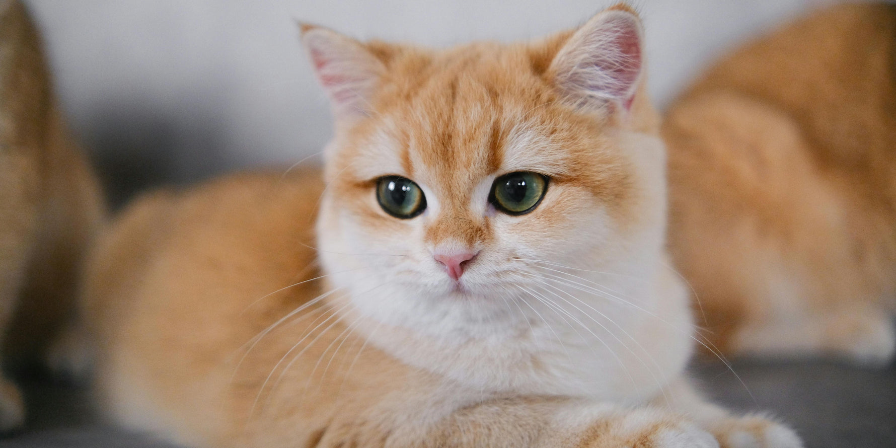 miglior cibo gatto gastrointestinal