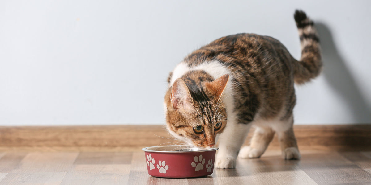 Ejemplo de croquetas para gatos sin cereales 