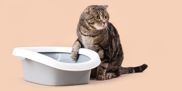 cistite gatto sintomi e rimedi