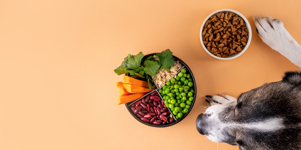alimentazione mista cane