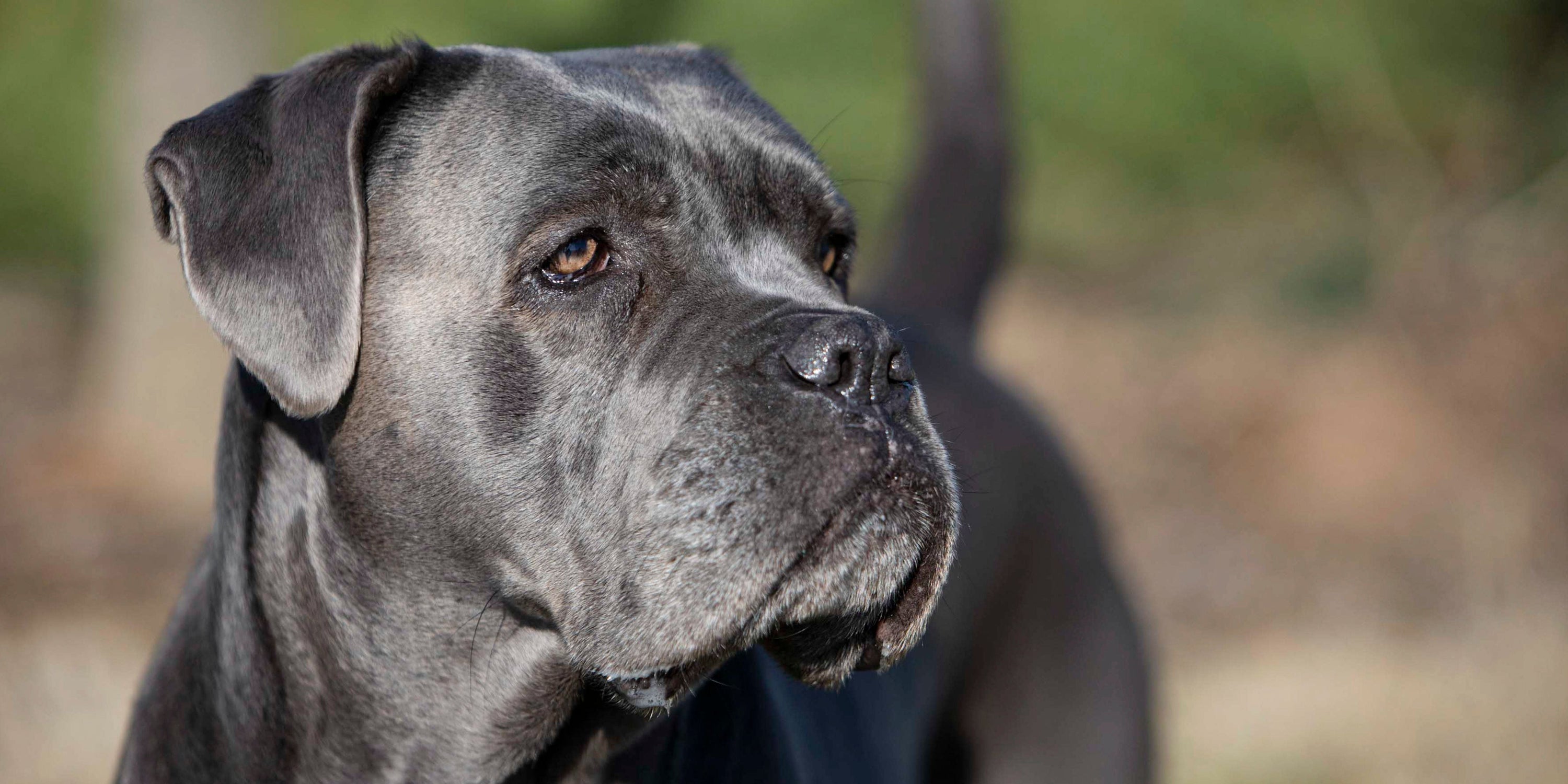 esempi di alimentazione cane corso 