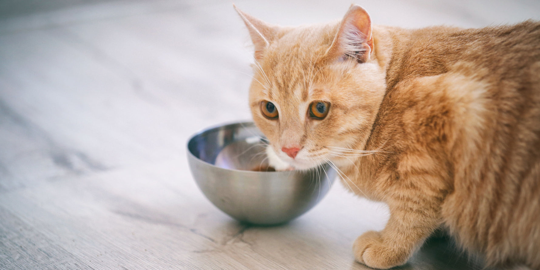 alimento monoproteico gatto 