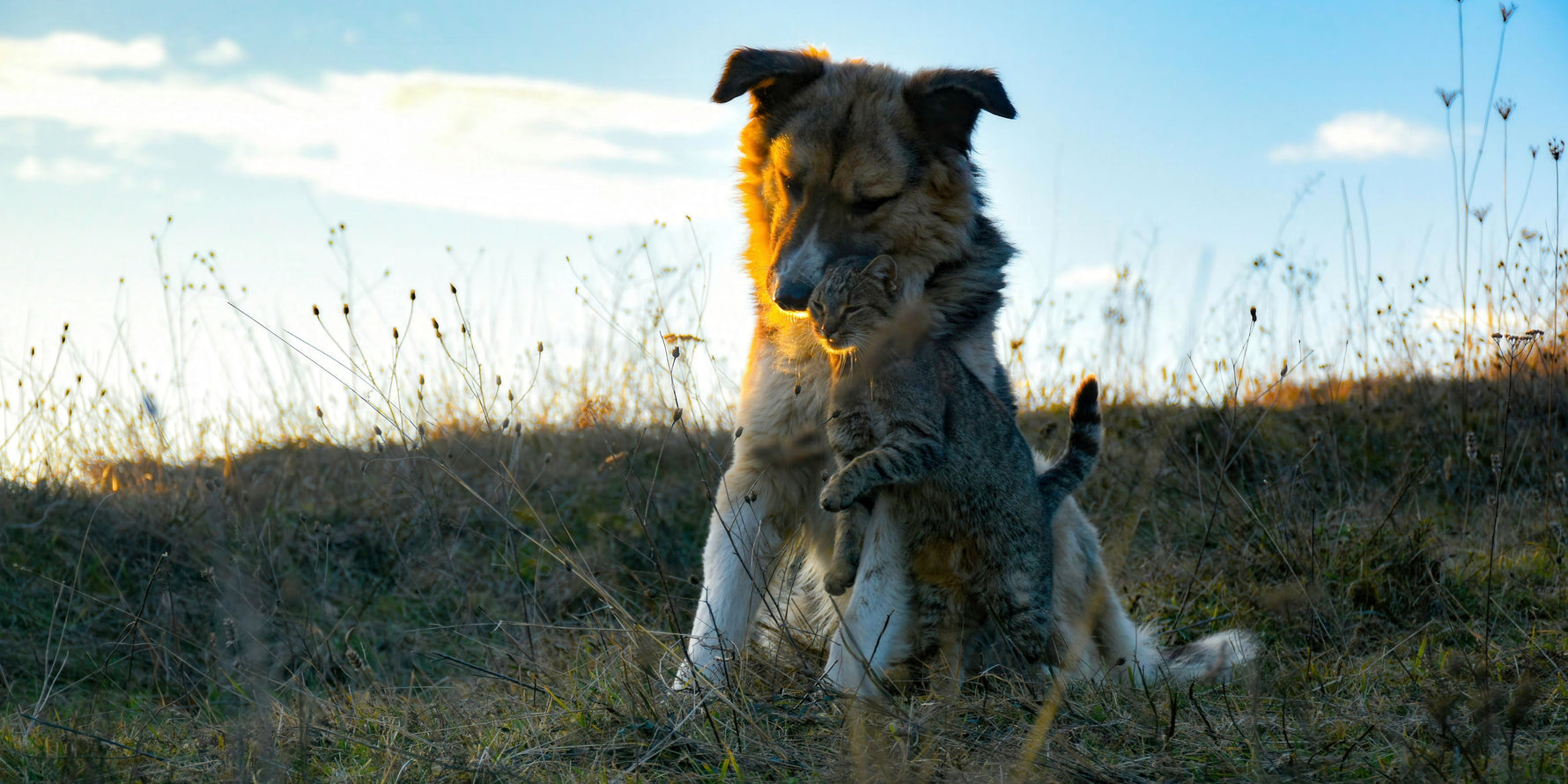 cane e gatto benessere crocchette grain free e low grain