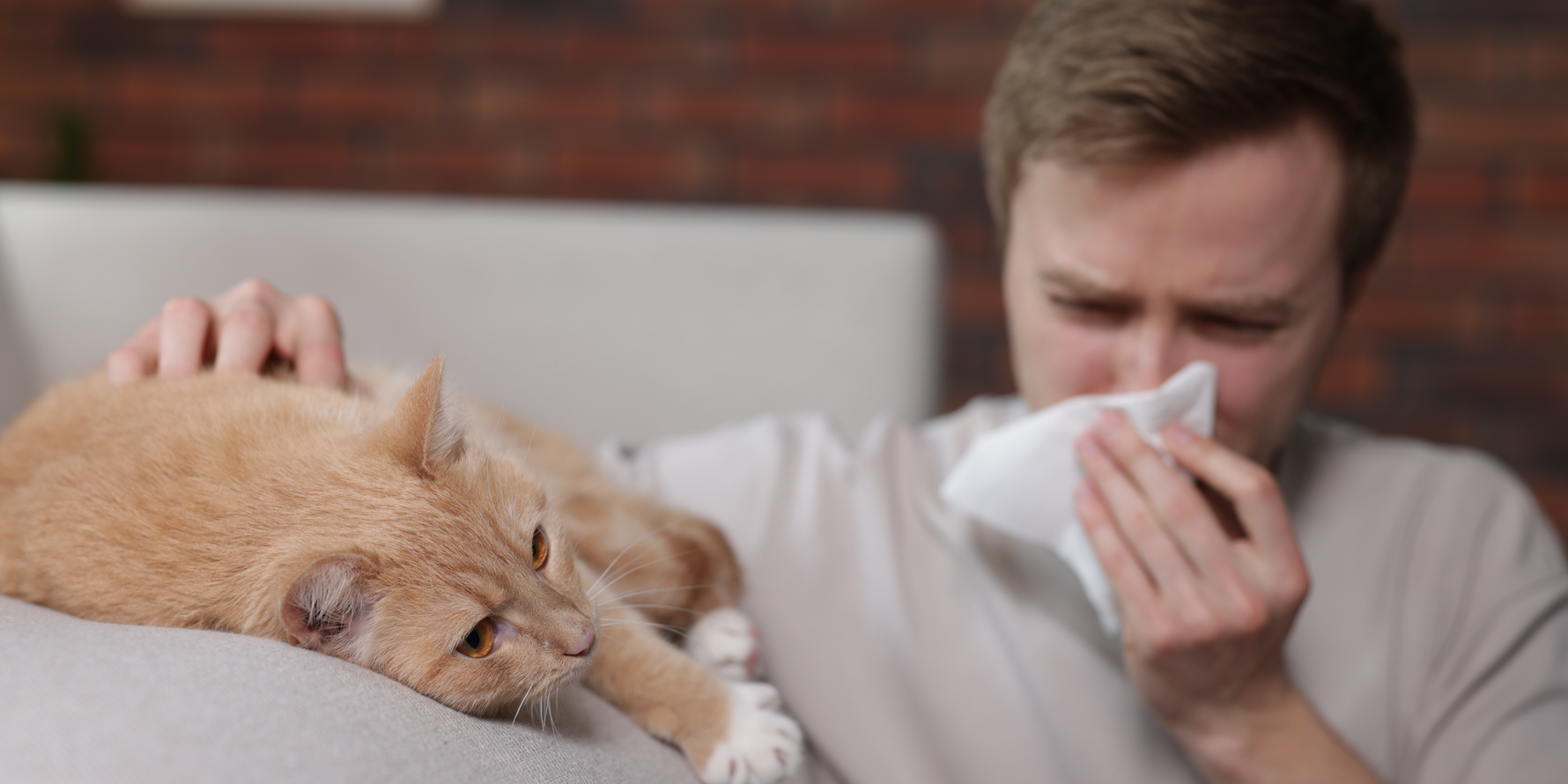 sintomi allergie al pelo del gatto