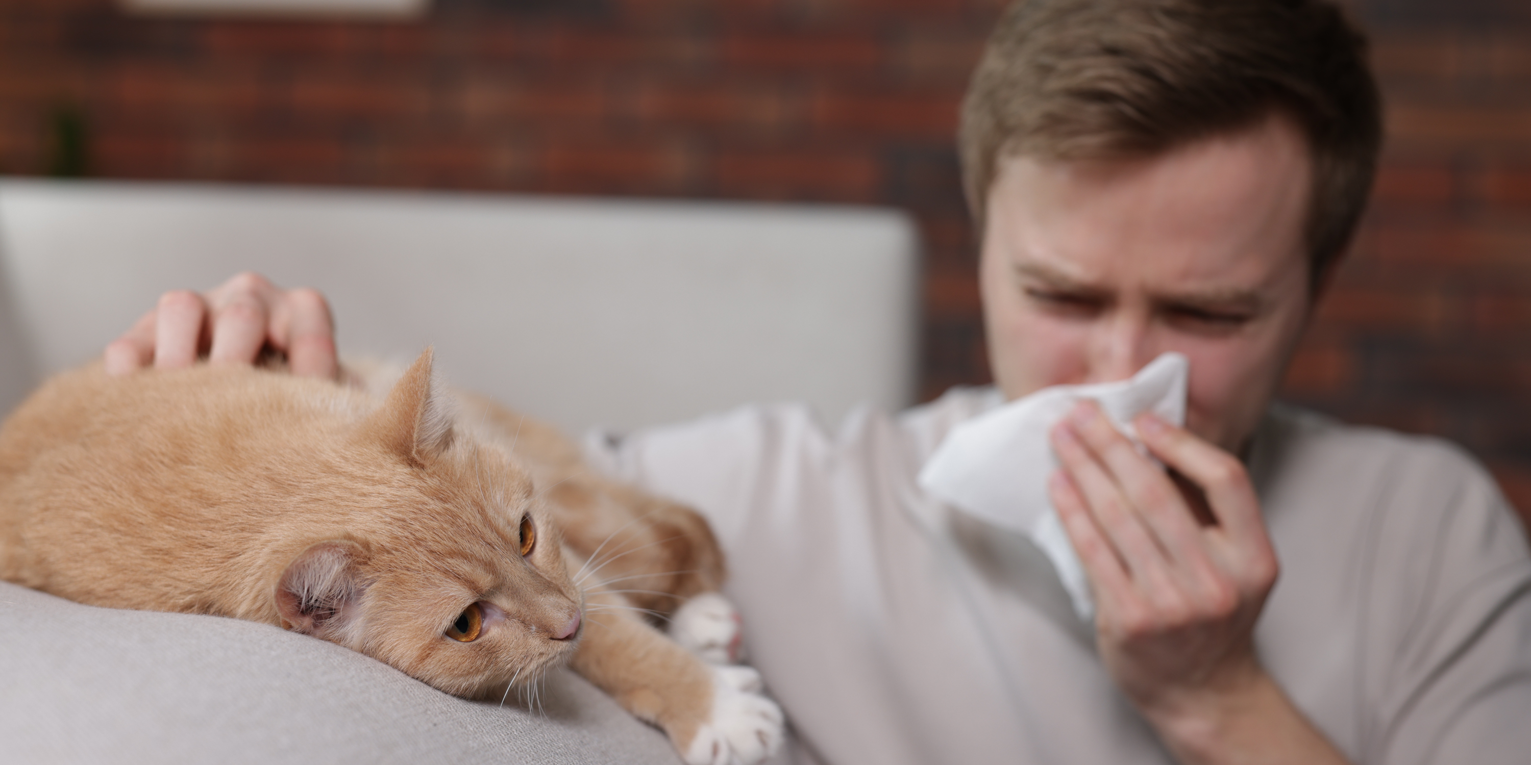 sintomi allergie al pelo del gatto