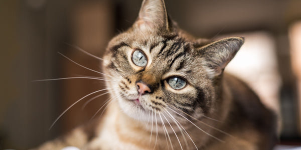 producto renal para gatos
