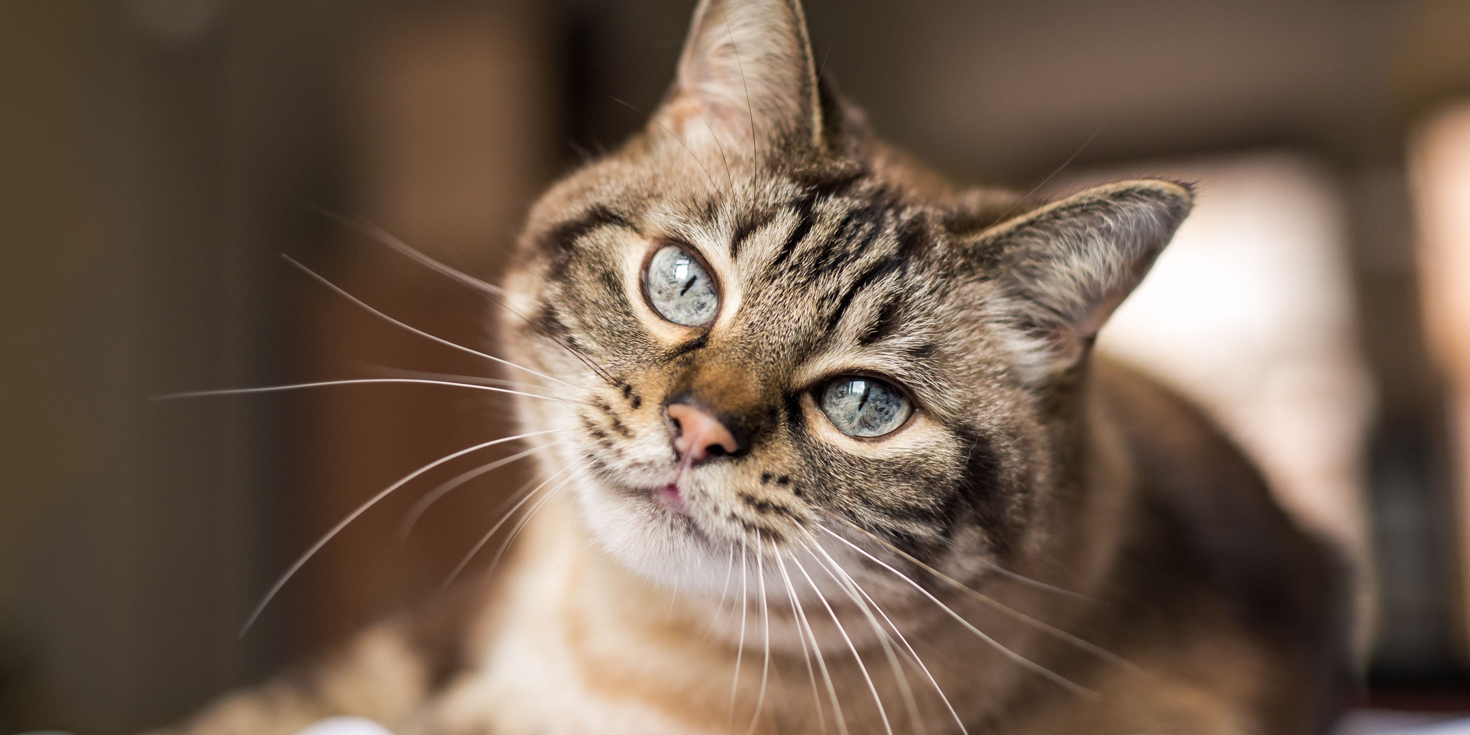prodotto renal gatto
