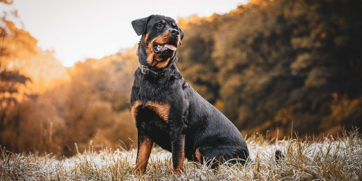 Los mejores ingredientes para croquetas para perros con obesidad alleva 