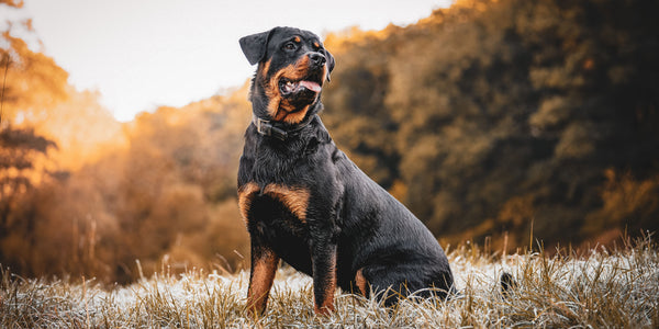Die besten Zutaten für Trockenfutter gegen Fettleibigkeit bei Hunden alleva 
