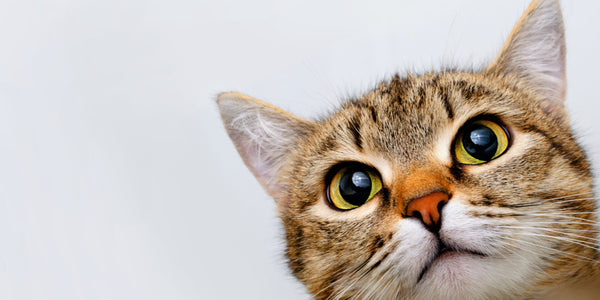 Que faire en cas d'insuffisance rénale chez le chat ?