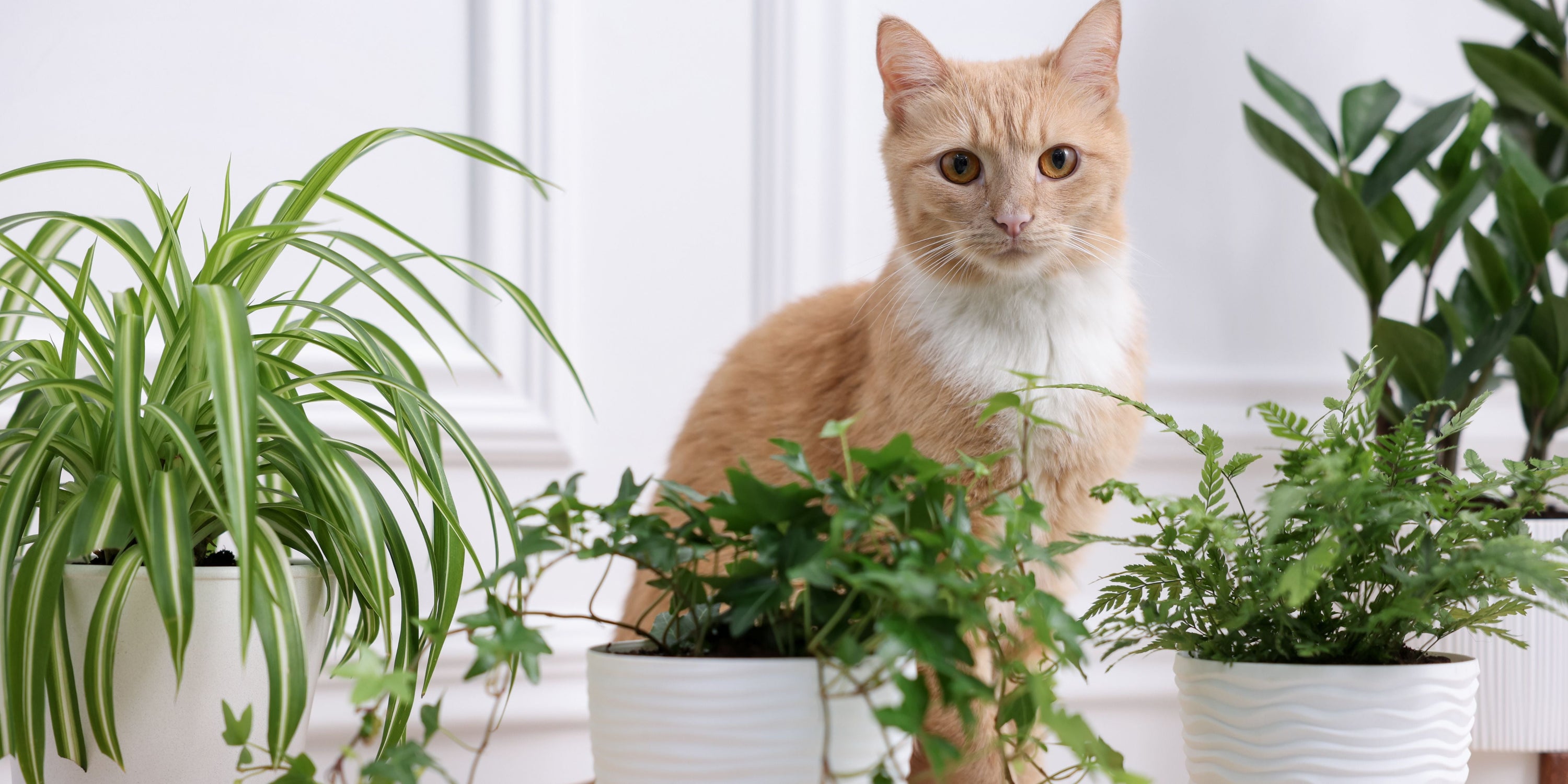 esempi di piante velenose gatto