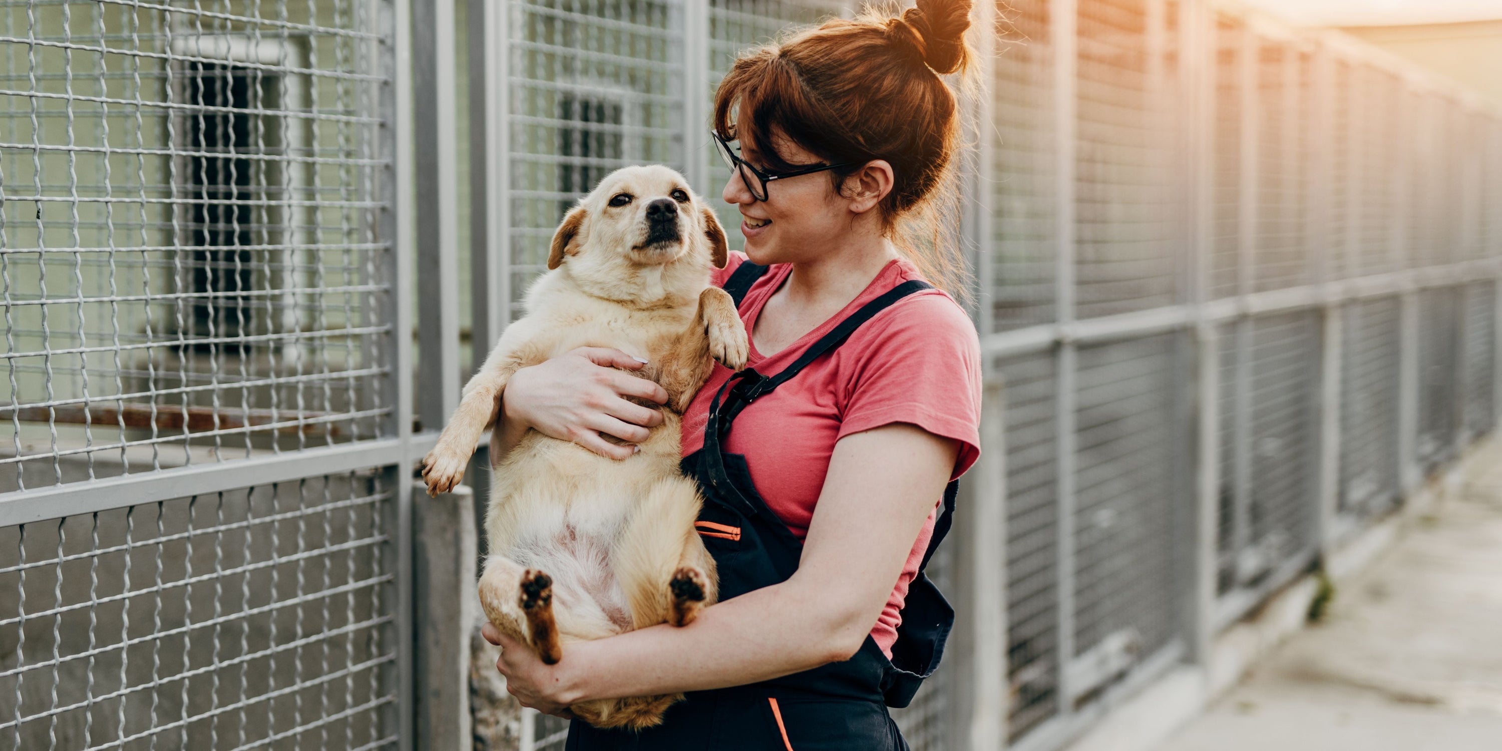 adopt a dog from a shelter