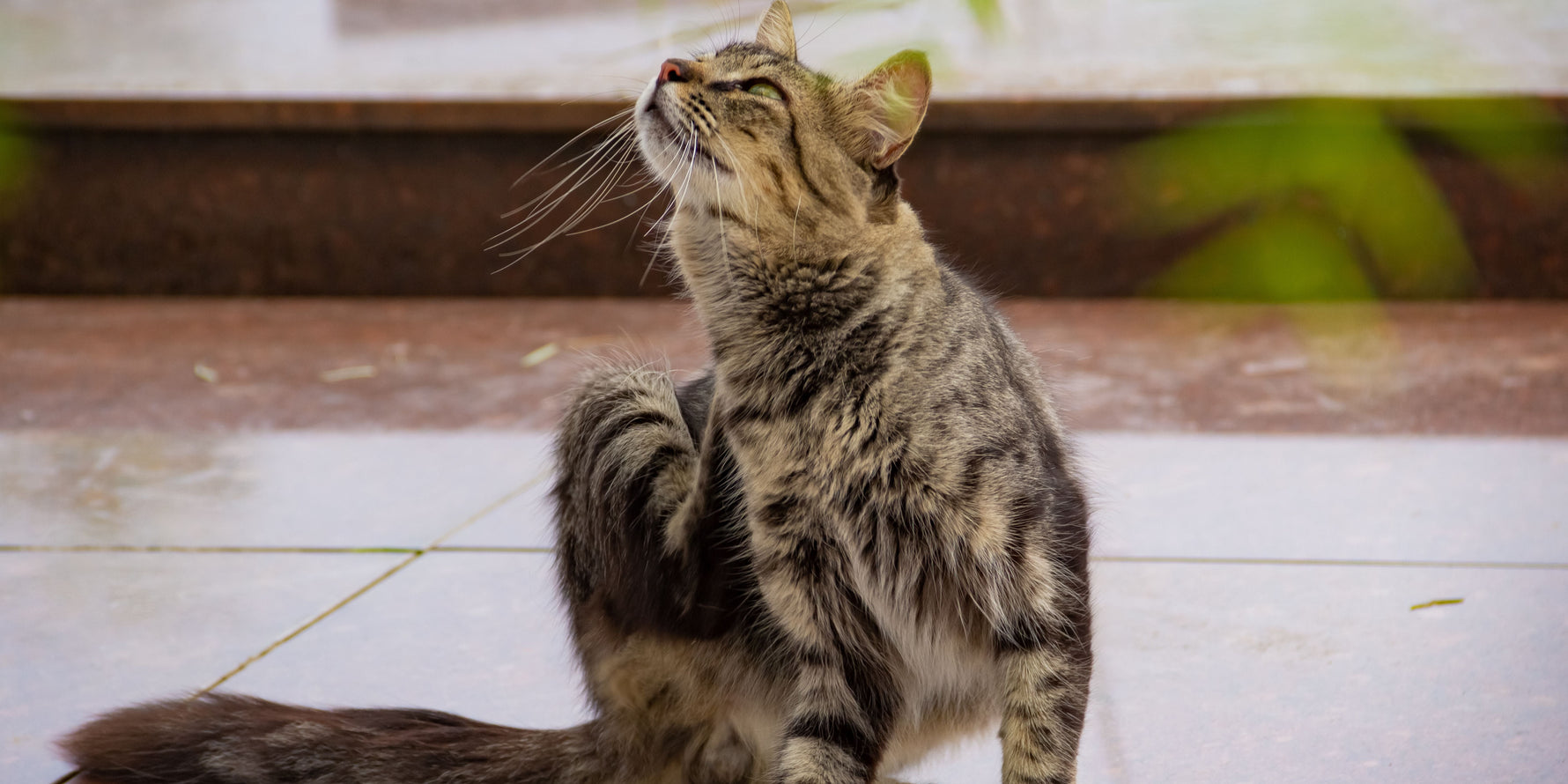 esempio sintomo dermatite gatto
