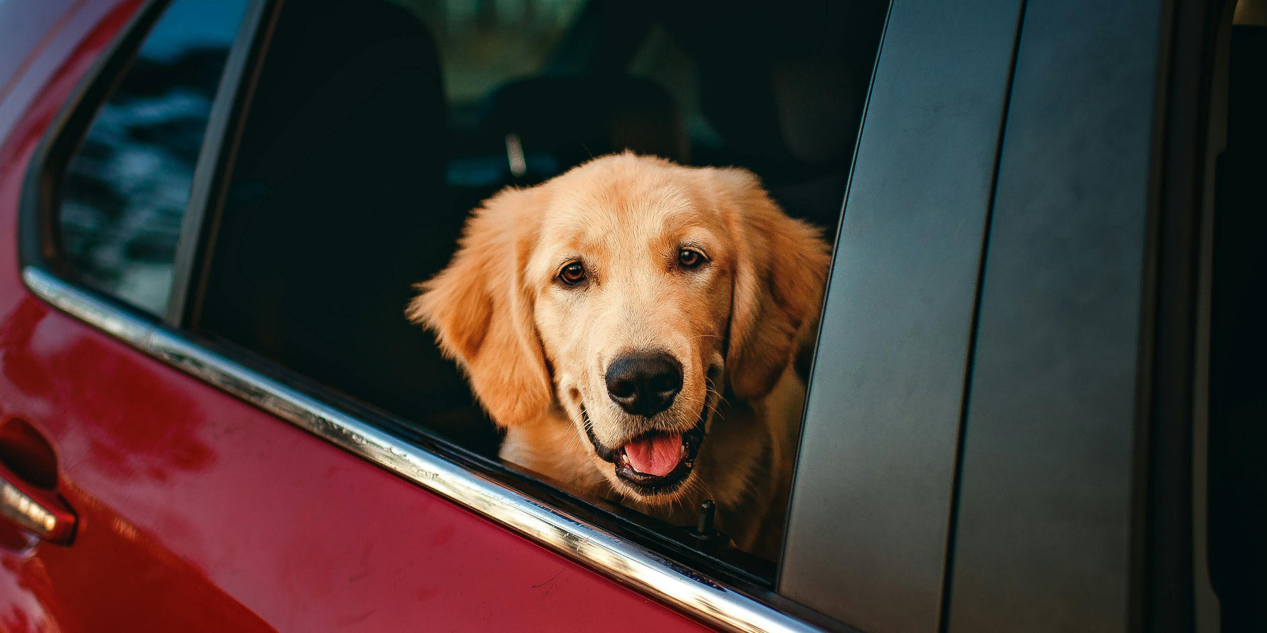 Transporte de perros en coche 
