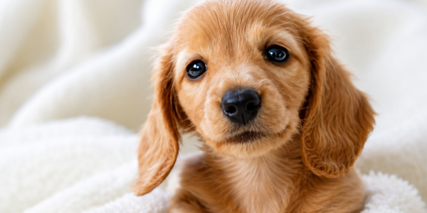 scegliere le crocchette puppy cane 