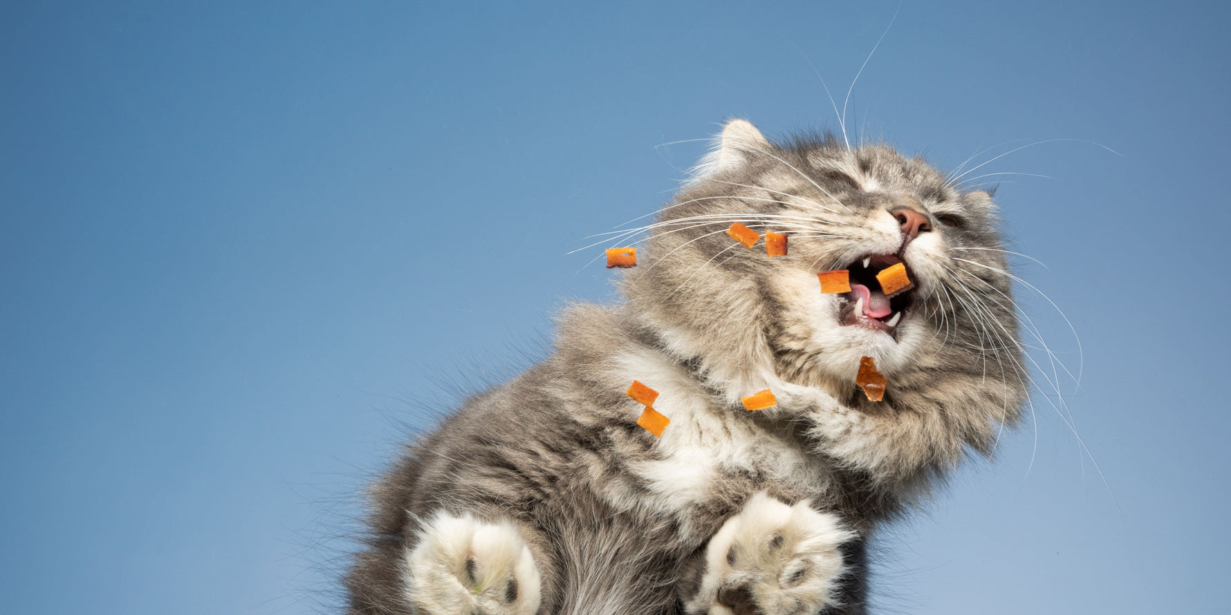 gatto inappetente che prova a mangiare croccantini 