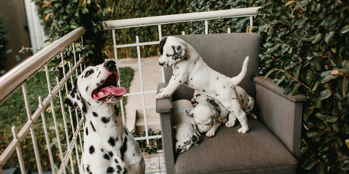 alimentazione cane in gravidanza e dei suoi cuccioli 